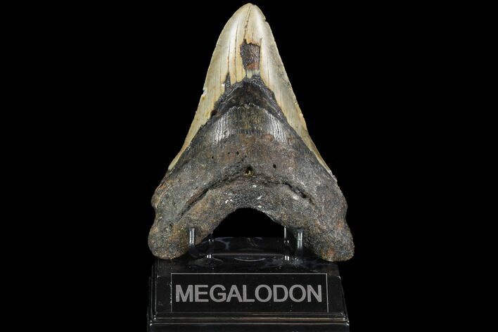 Bargain, Megalodon Tooth - North Carolina #101318